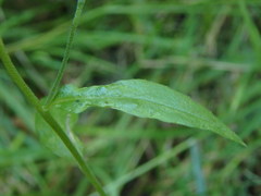 Epilobium obscurum