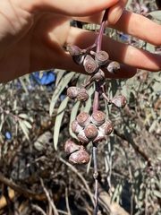Eucalyptus campaspe