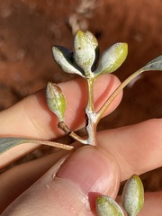 Eucalyptus campaspe