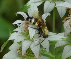 Pygodasis quadrimaculata