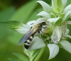 Pygodasis quadrimaculata