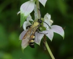 Pygodasis quadrimaculata