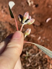 Eucalyptus campaspe