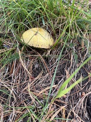 Suillus sibiricus