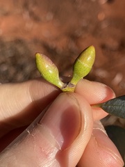 Eucalyptus campaspe