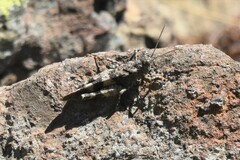 Oedipoda