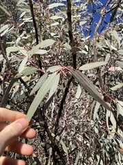 Eucalyptus campaspe