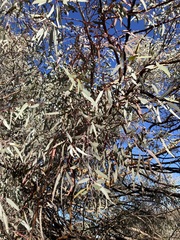 Eucalyptus campaspe
