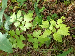 Actaea spicata