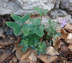 Oxalis latifolia