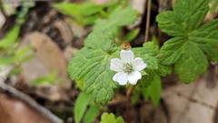 Geranium nepalense