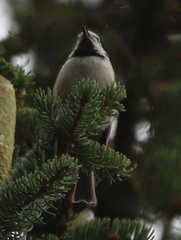Lophophanes cristatus