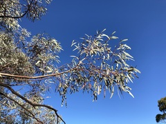 Eucalyptus campaspe