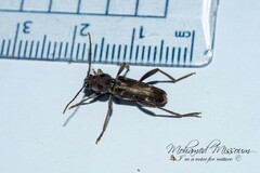 Xylotrechus smei