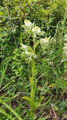 Habenaria limprichtii