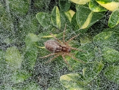 Allagelena gracilens