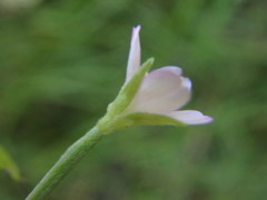 Epilobium obscurum