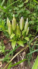 Gentianopsis