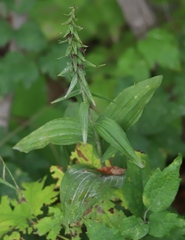 Epipactis helleborine
