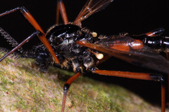 Tanyptera nigricornis