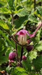Clematis ranunculoides