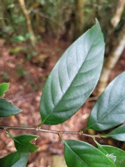 Castanopsis kawakamii