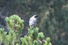 Nucifraga caryocatactes