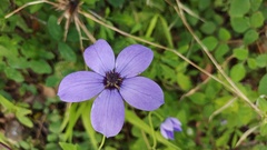 Pseudocodon convolvulaceus