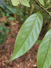 Castanopsis kawakamii