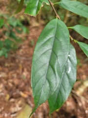 Castanopsis kawakamii