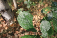 Erysiphaceae