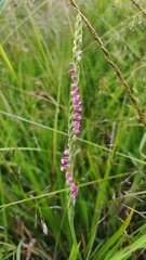 Spiranthes