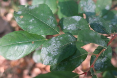 Erysiphaceae