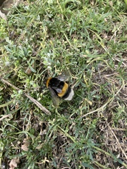 Bombus terrestris