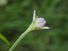 Epilobium obscurum