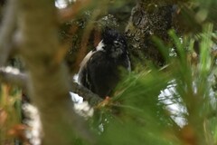 Periparus ater