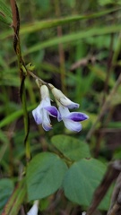 Amphicarpaea ferruginea