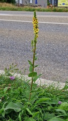 Verbascum nigrum