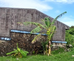 Musa