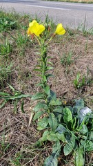Oenothera