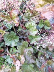 Heuchera micrantha
