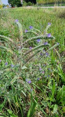 Echium vulgare