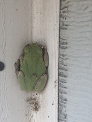 Hyla