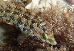Symphodus roissali
