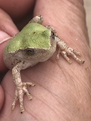 Hyla