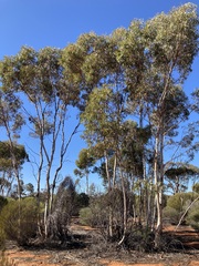 Eucalyptus transcontinentalis