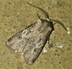 Agrotis