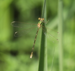 Lestes barbarus