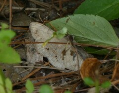 Anticarsia gemmatalis