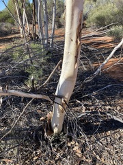 Eucalyptus transcontinentalis